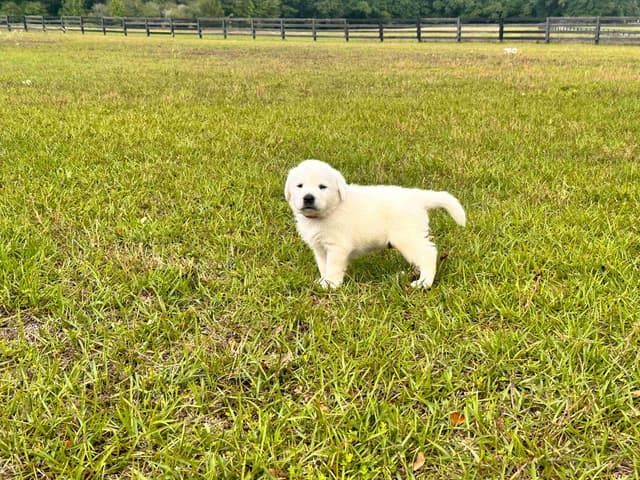 Labrador Retriever Puppies media 6