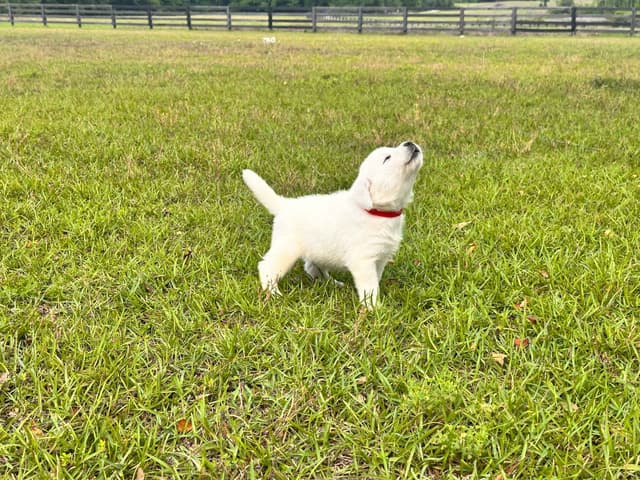 Labrador Retriever Puppies media 7