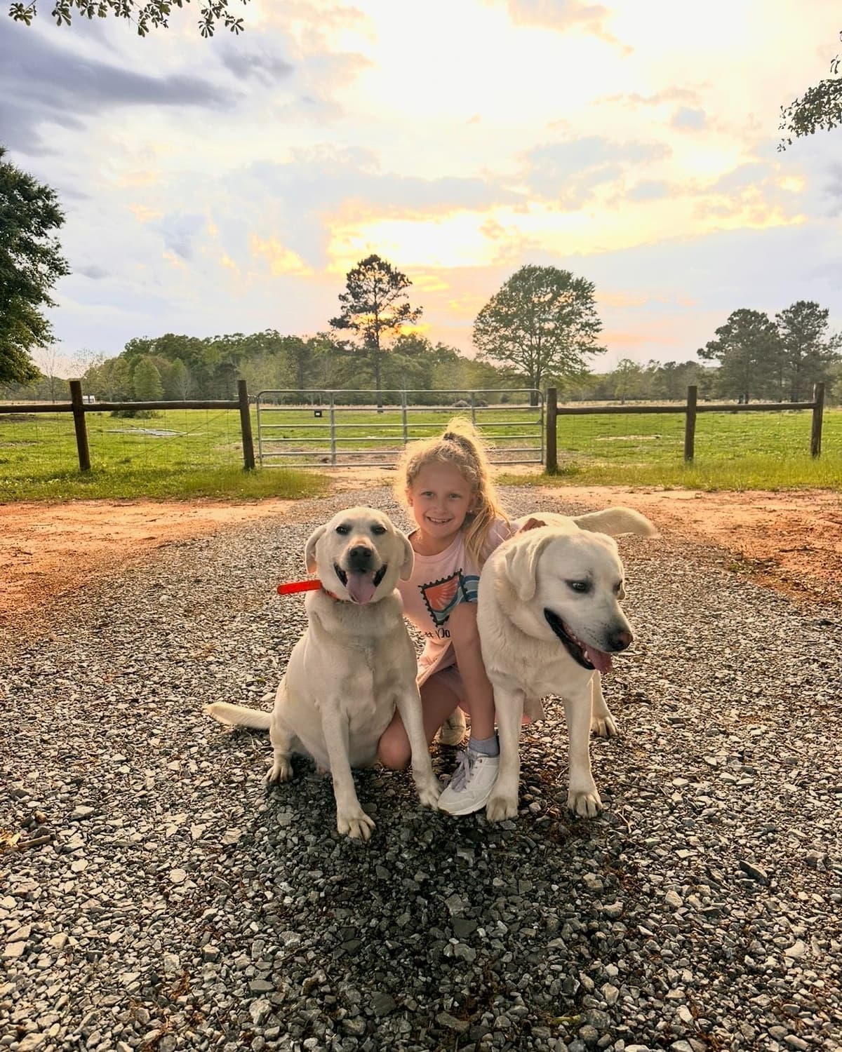 Labrador Retriever Puppies breeder image 3