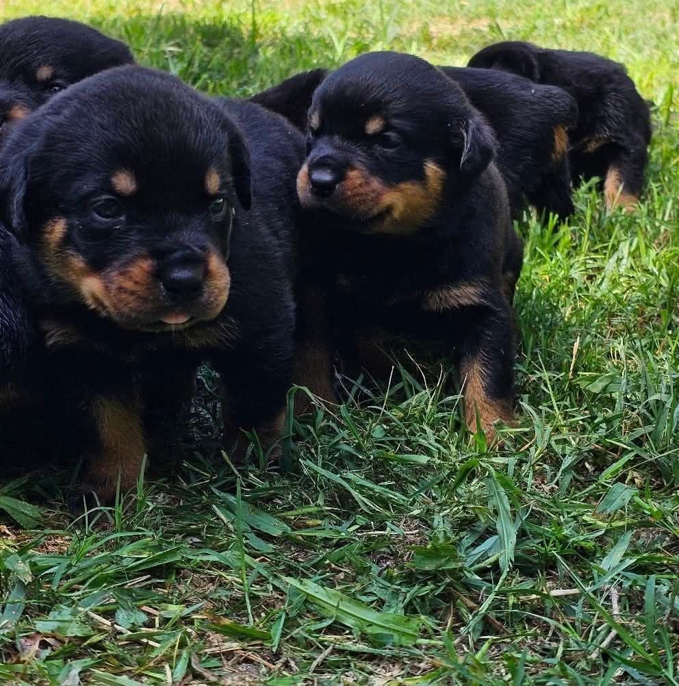 Rottweiler Puppies breeder image 1