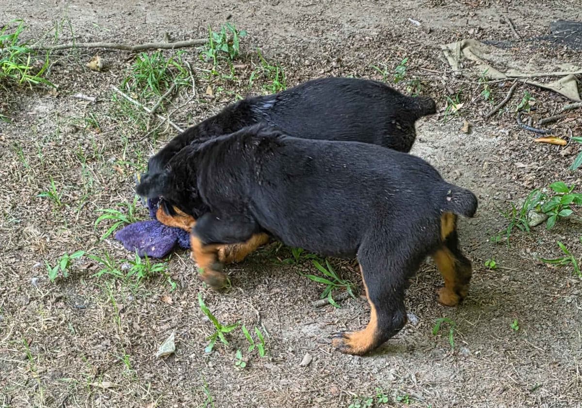 Rottweiler Puppies breeder image 4