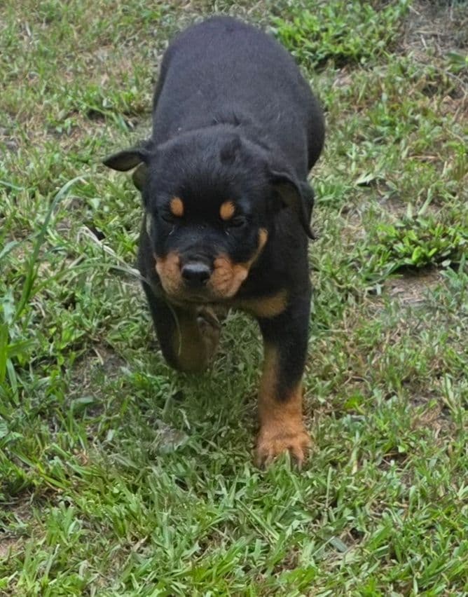 Rottweiler Puppies breeder image 6