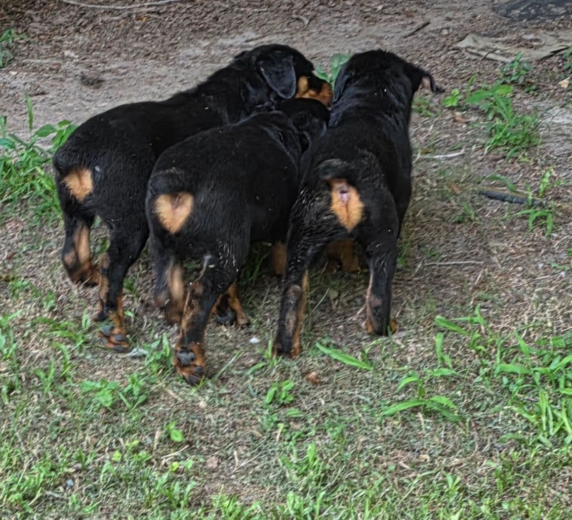 Rottweiler Puppies breeder image 5