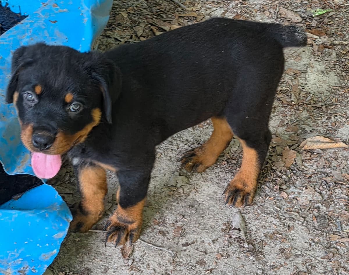 Rottweiler Puppies breeder image 7