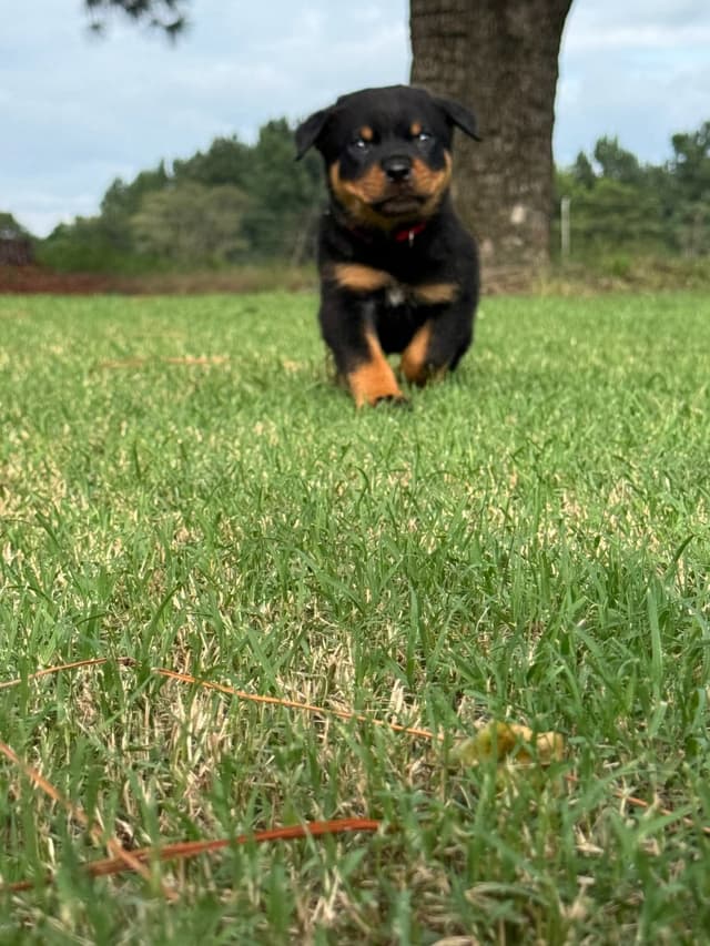 Rottweiler Puppies media 5