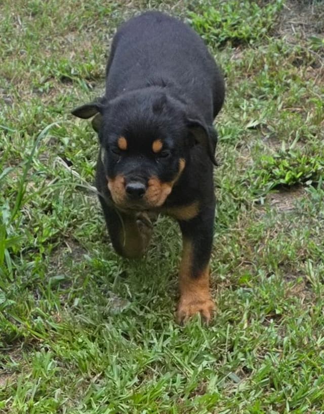 Rottweiler Puppies media 3