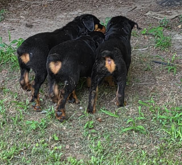 Rottweiler Puppies media 6