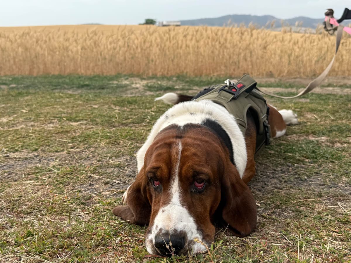 Basset Hound Puppies breeder image 1