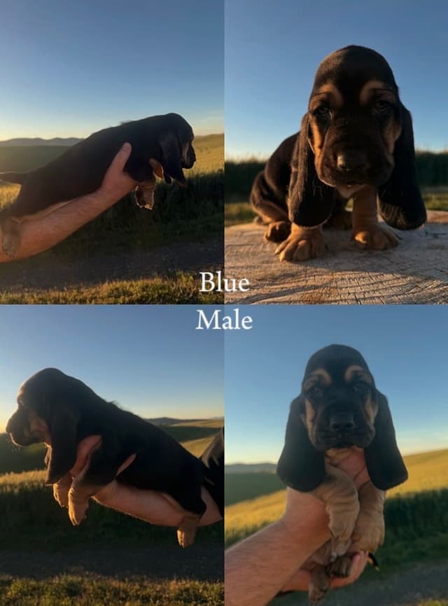 Basset Hound Puppies media 11