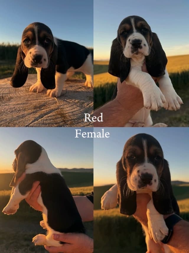 Basset Hound Puppies media 10