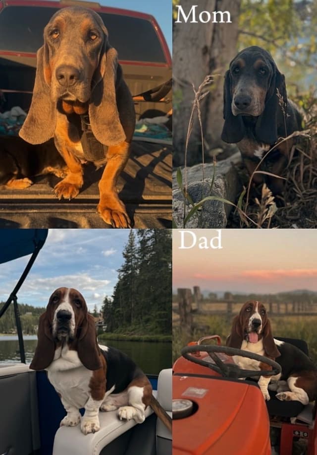 Basset Hound Puppies media 12