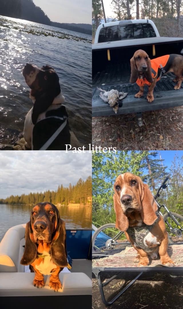 Basset Hound Puppies media 13