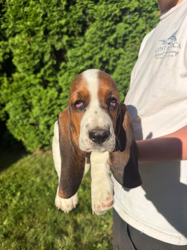 Basset Hound Puppies media 2