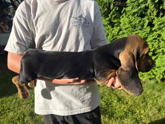 Basset Hound Puppies media 5