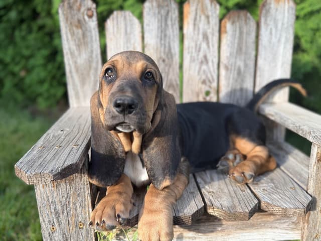 Basset Hound Puppies media 4