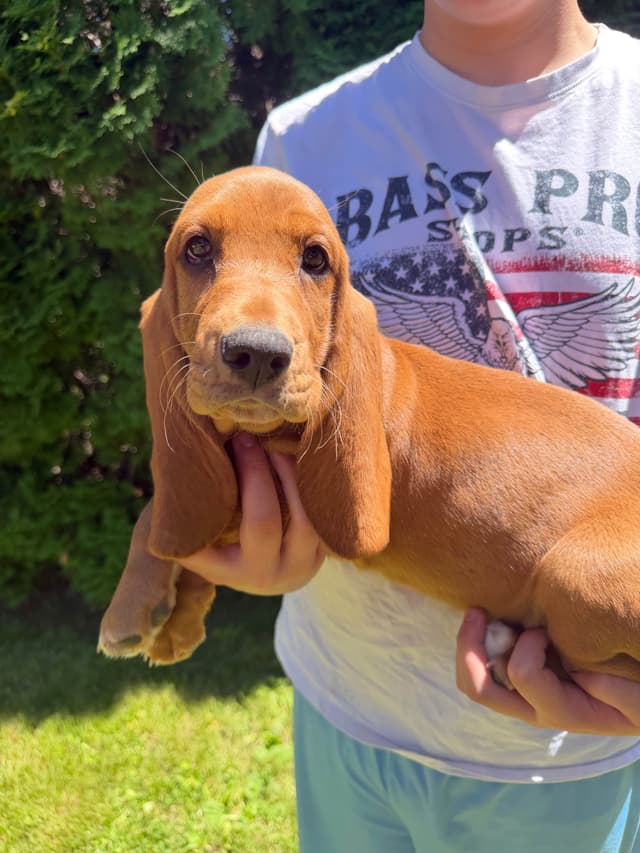 Basset Hound Puppies media 6
