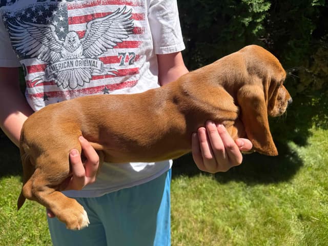 Basset Hound Puppies media 7