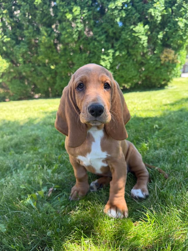 Basset Hound Puppies media 8