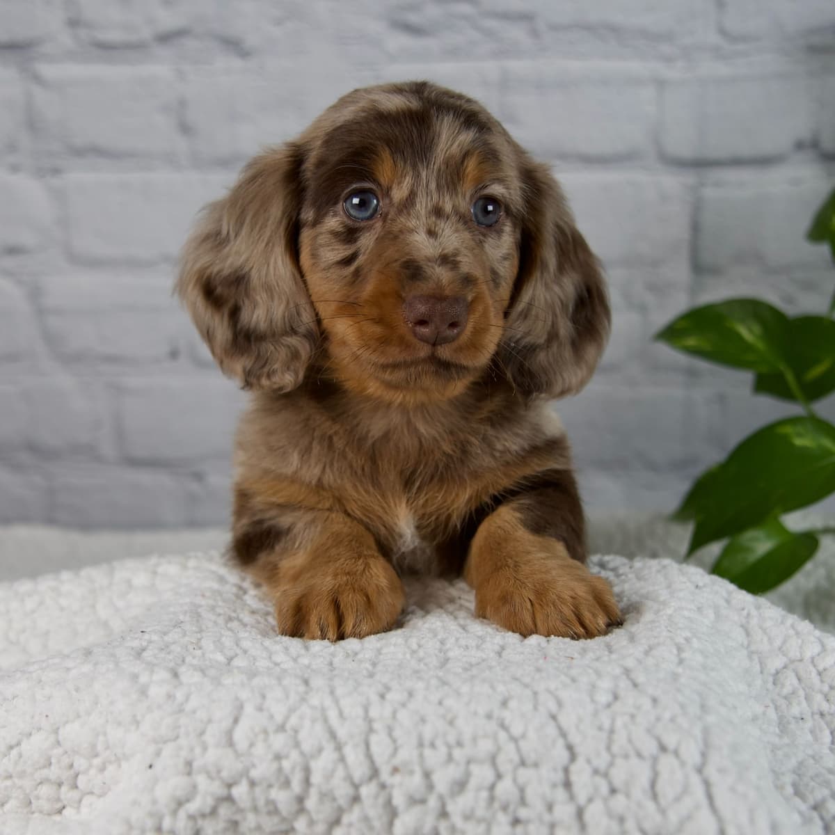 Dachshund Puppies breeder image 1