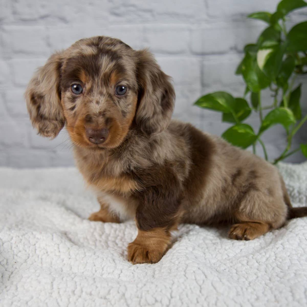 Dachshund Puppies breeder image 2