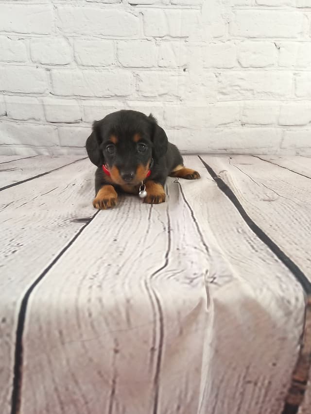 Dachshund Puppies media 5