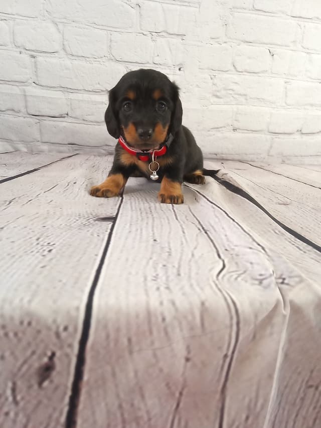 Dachshund Puppies media 7