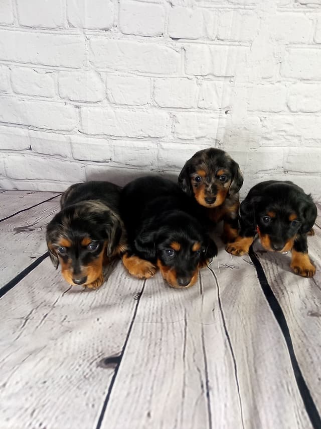 Dachshund Puppies media 3