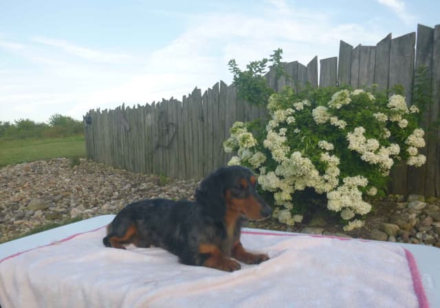 Dachshund Puppies media 11