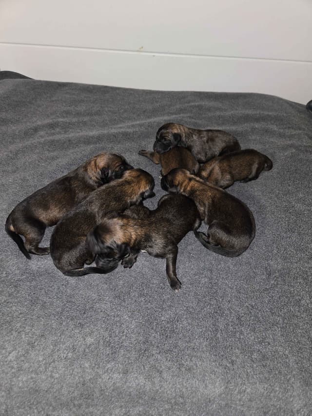 Belgian Malinois Puppies media 2