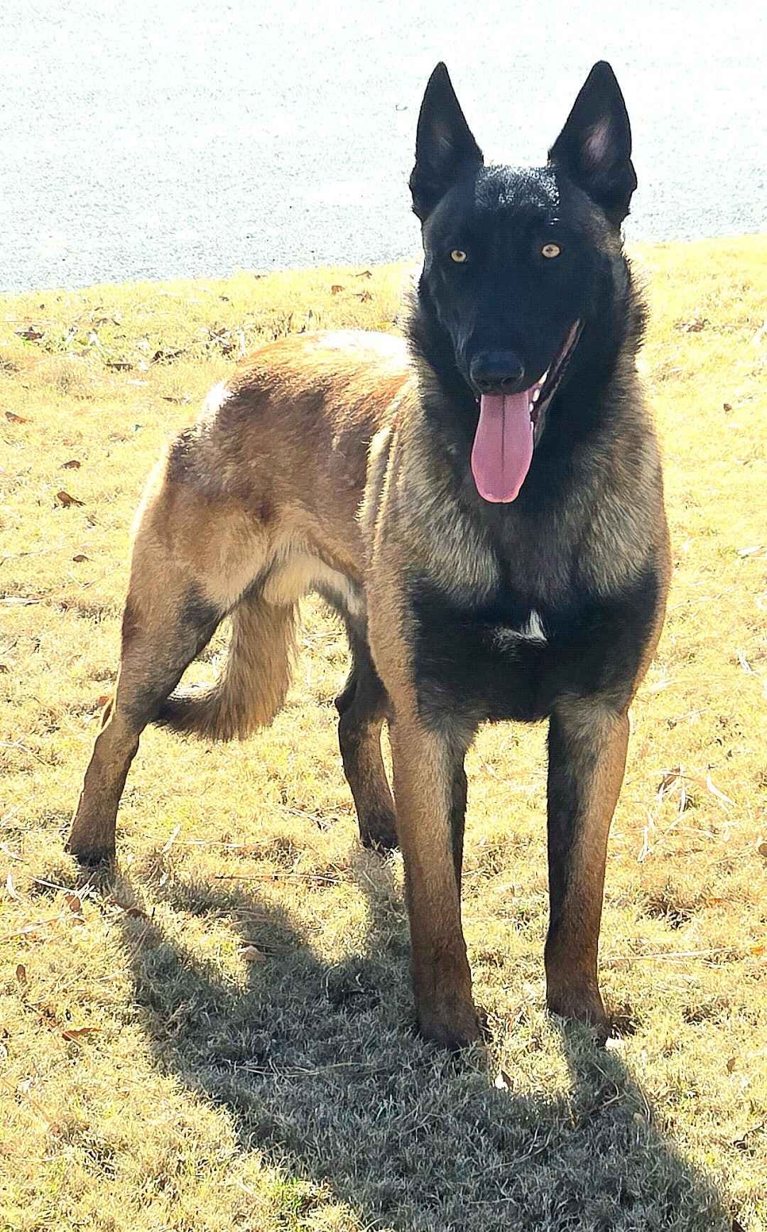 Belgian Malinois Puppies breeder image 1