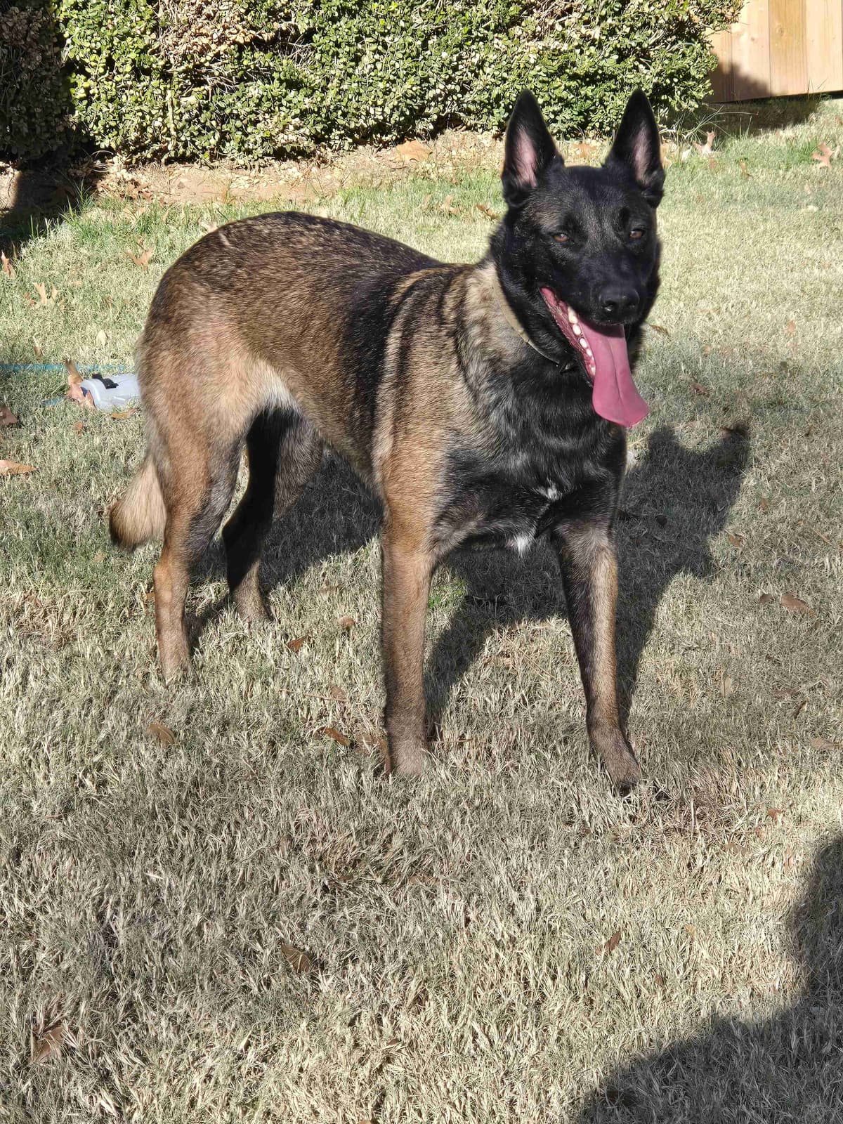 Belgian Malinois Puppies breeder image 3