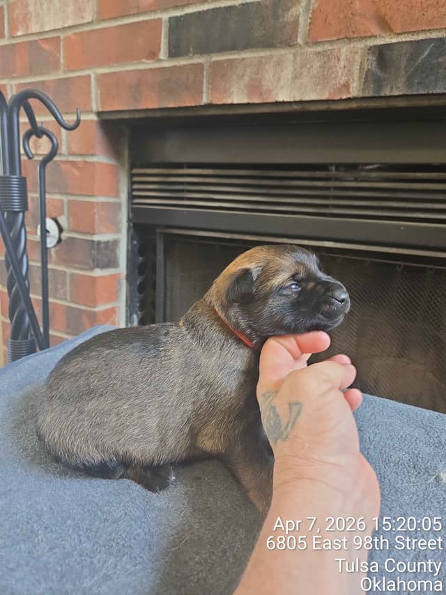 Belgian Malinois Puppies media 5