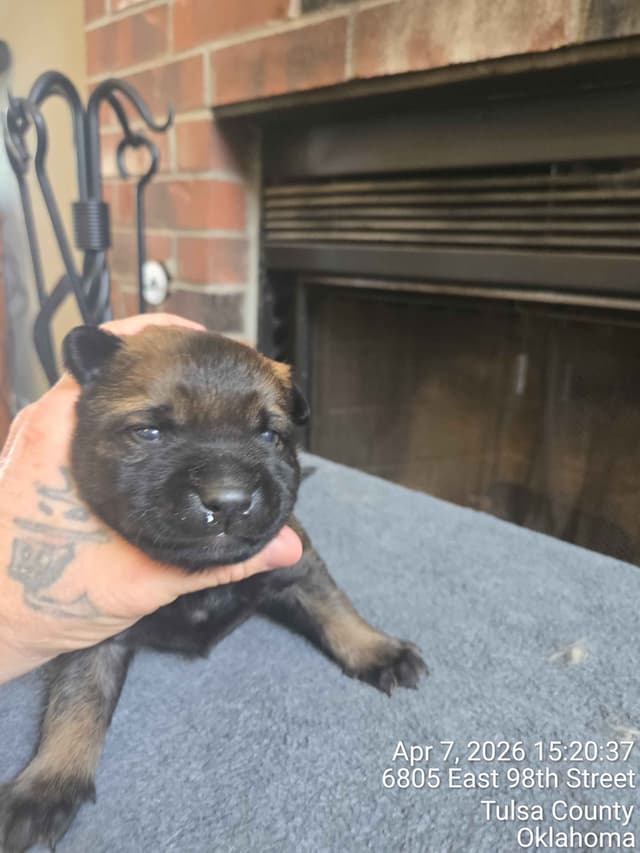 Belgian Malinois Puppies media 6