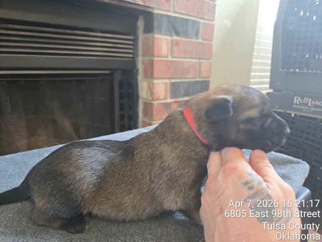 Belgian Malinois Puppies media 7