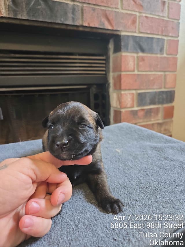 Belgian Malinois Puppies media 9