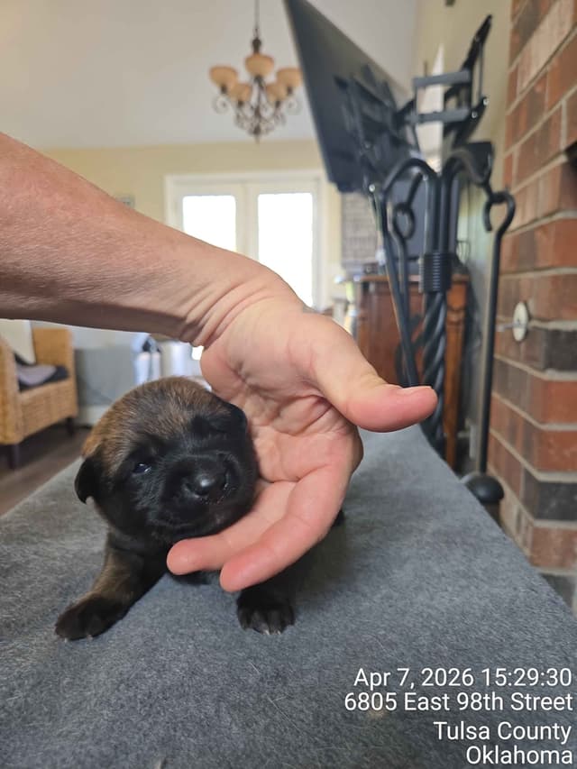 Belgian Malinois Puppies media 10