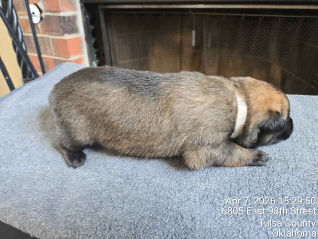 Belgian Malinois Puppies media 11