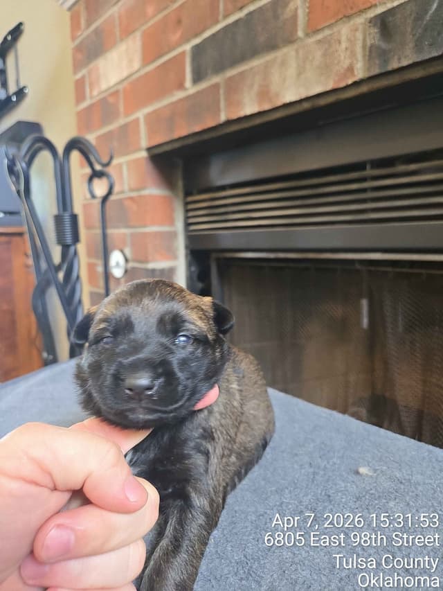 Belgian Malinois Puppies media 12