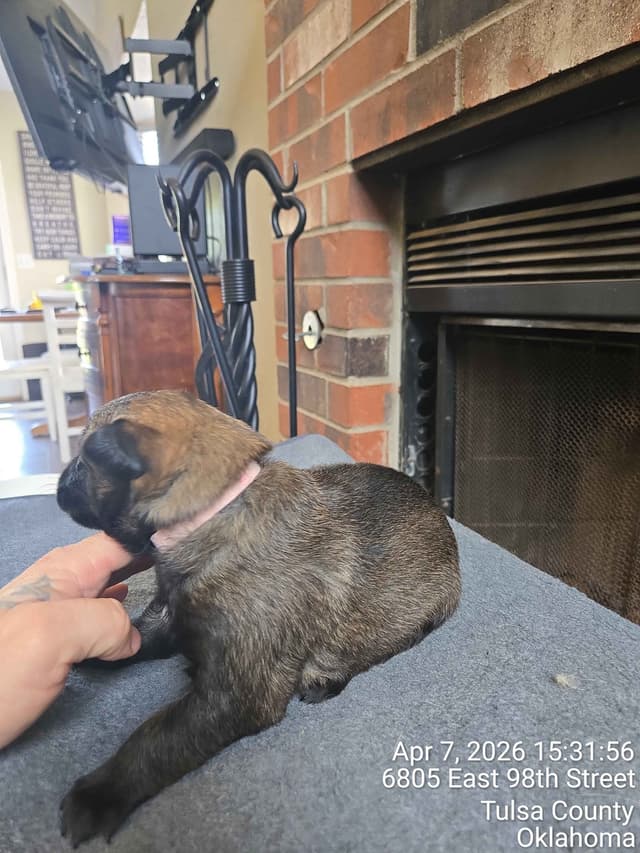 Belgian Malinois Puppies media 13