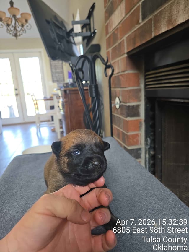Belgian Malinois Puppies media 14