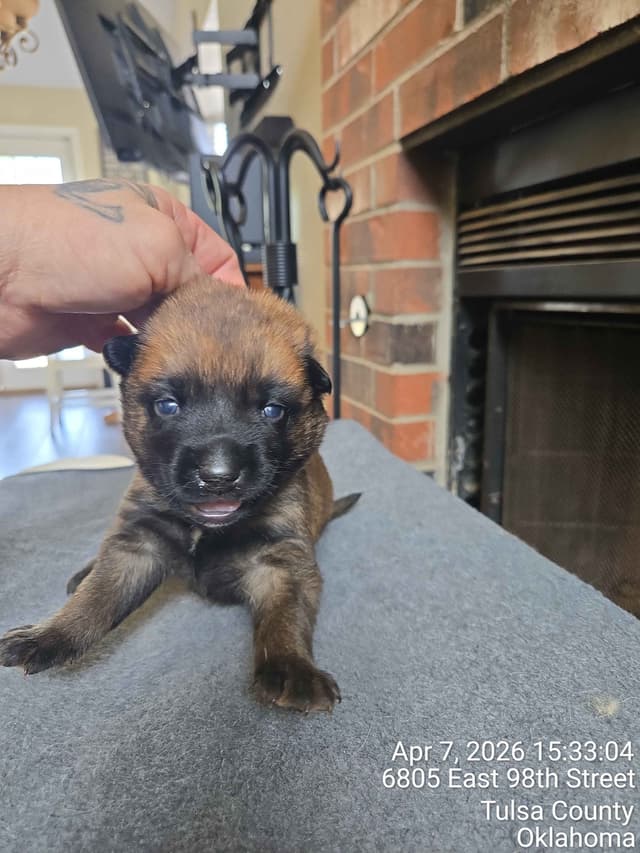 Belgian Malinois Puppies media 15