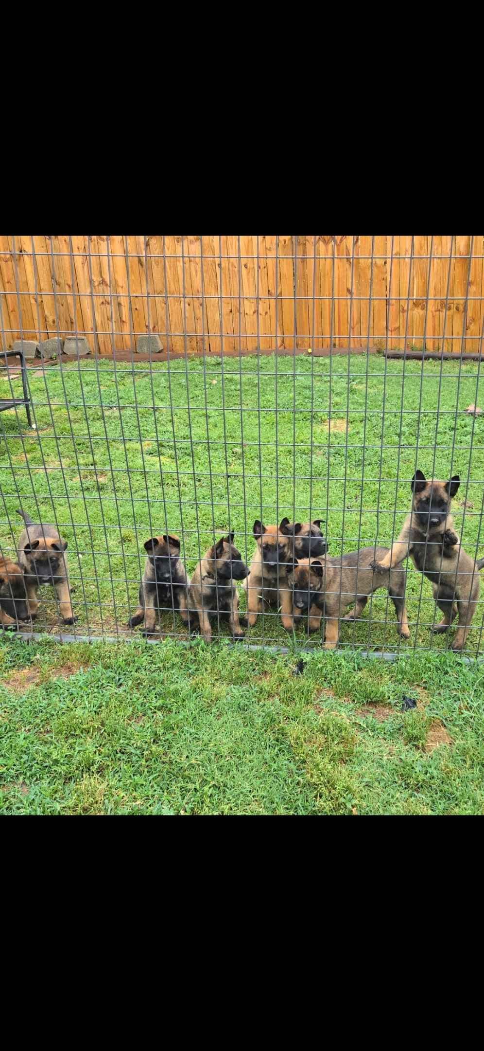 Belgian Malinois Puppies breeder image 4