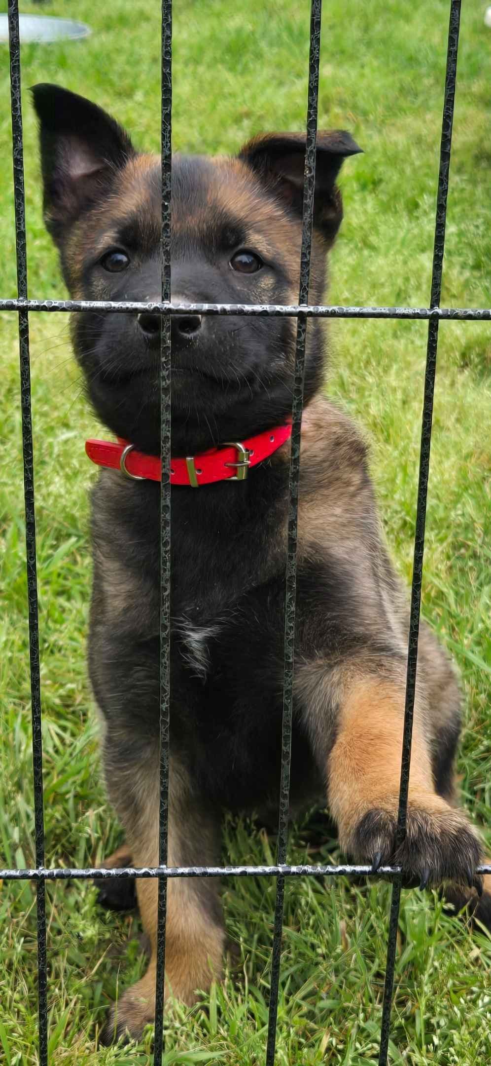Belgian Malinois Puppies breeder image 5