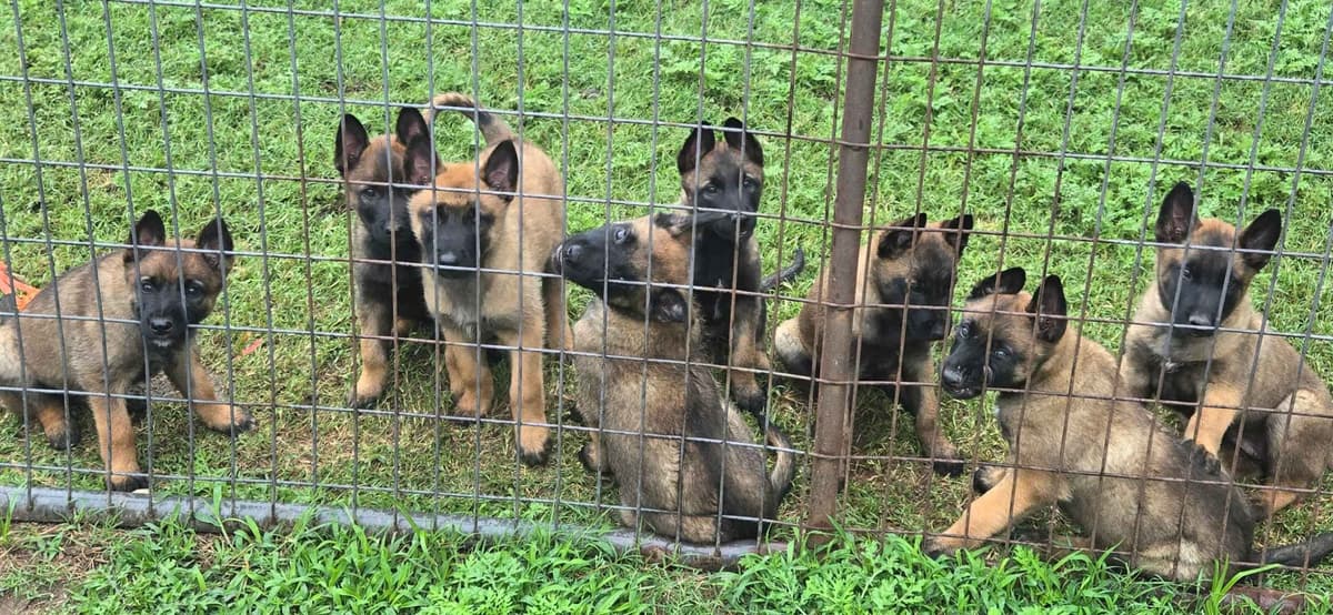 Belgian Malinois Puppies breeder image 6