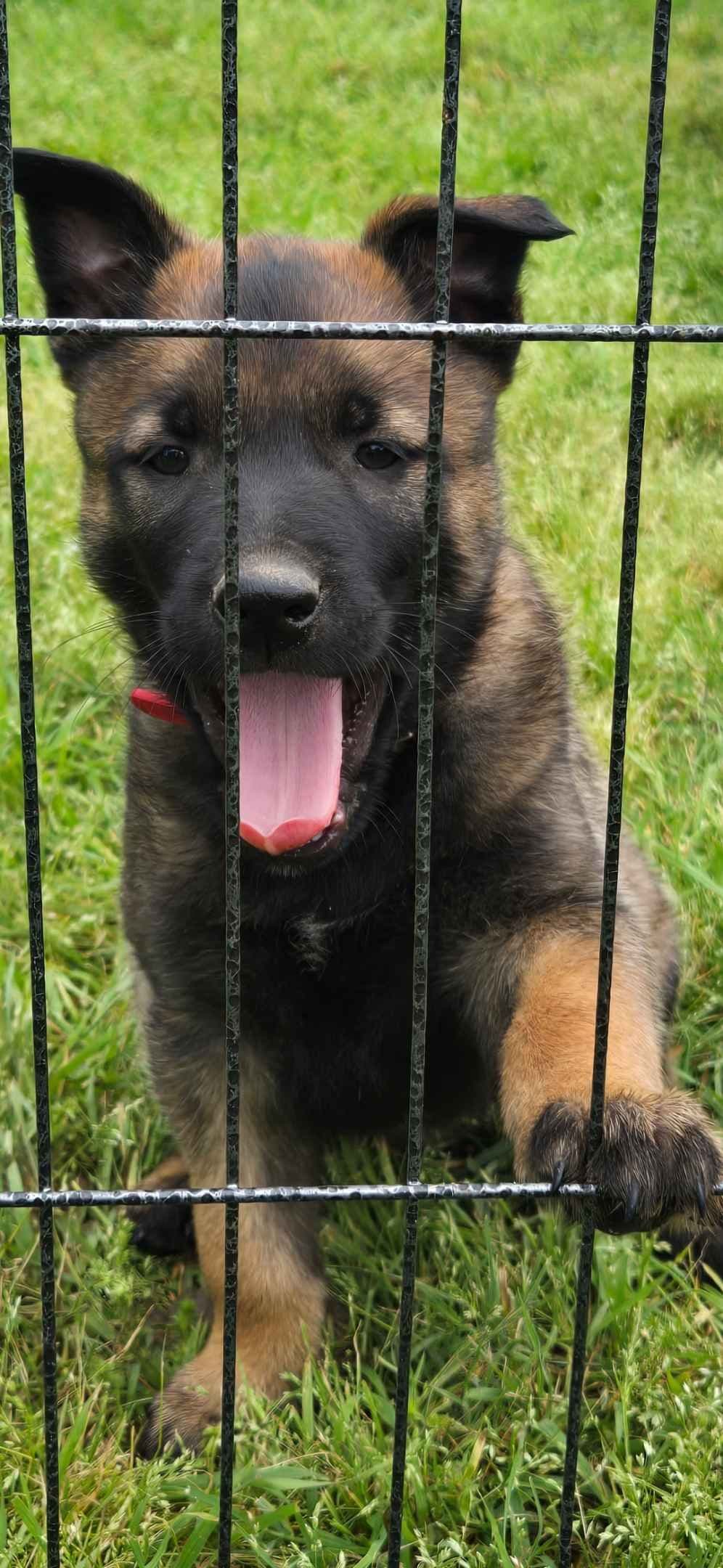 Belgian Malinois Puppies breeder image 7