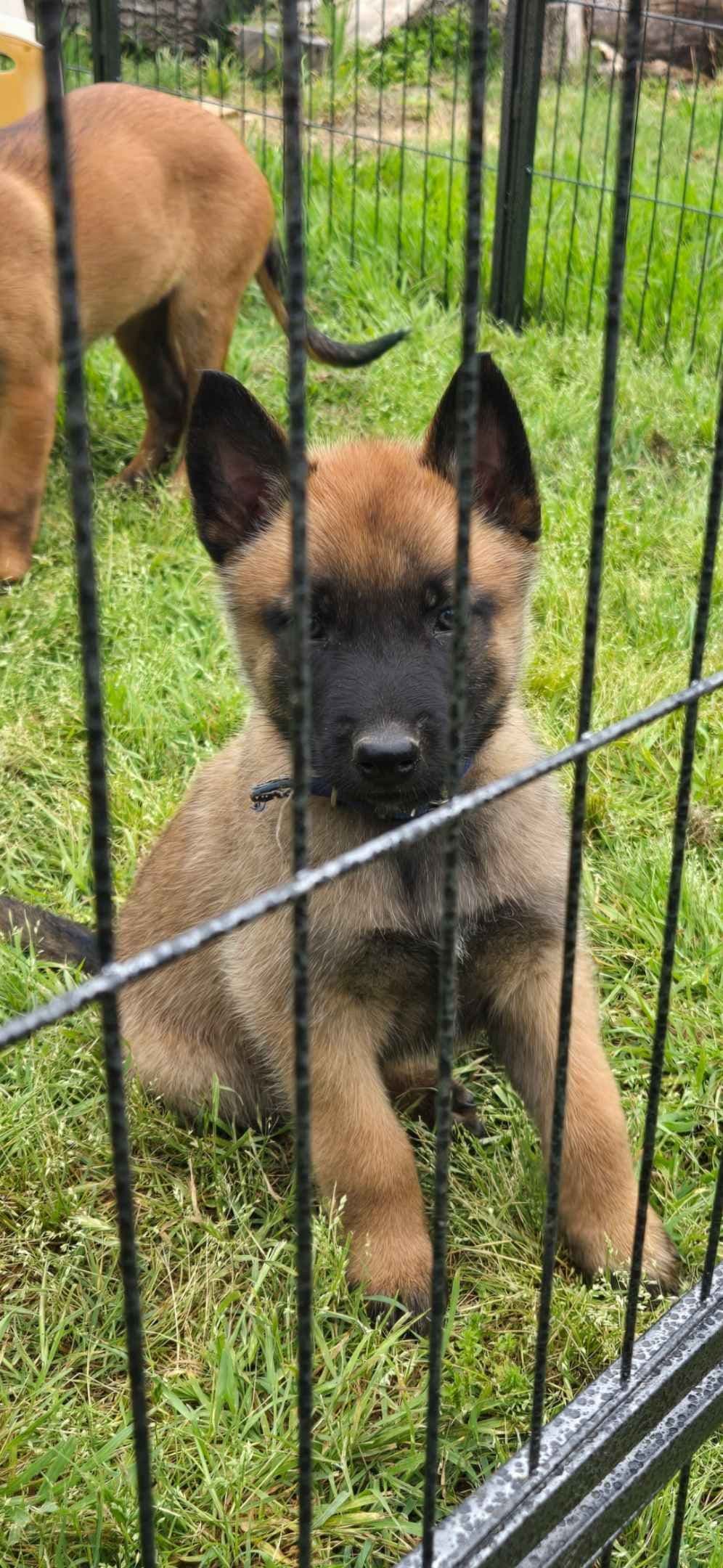 Belgian Malinois Puppies breeder image 8