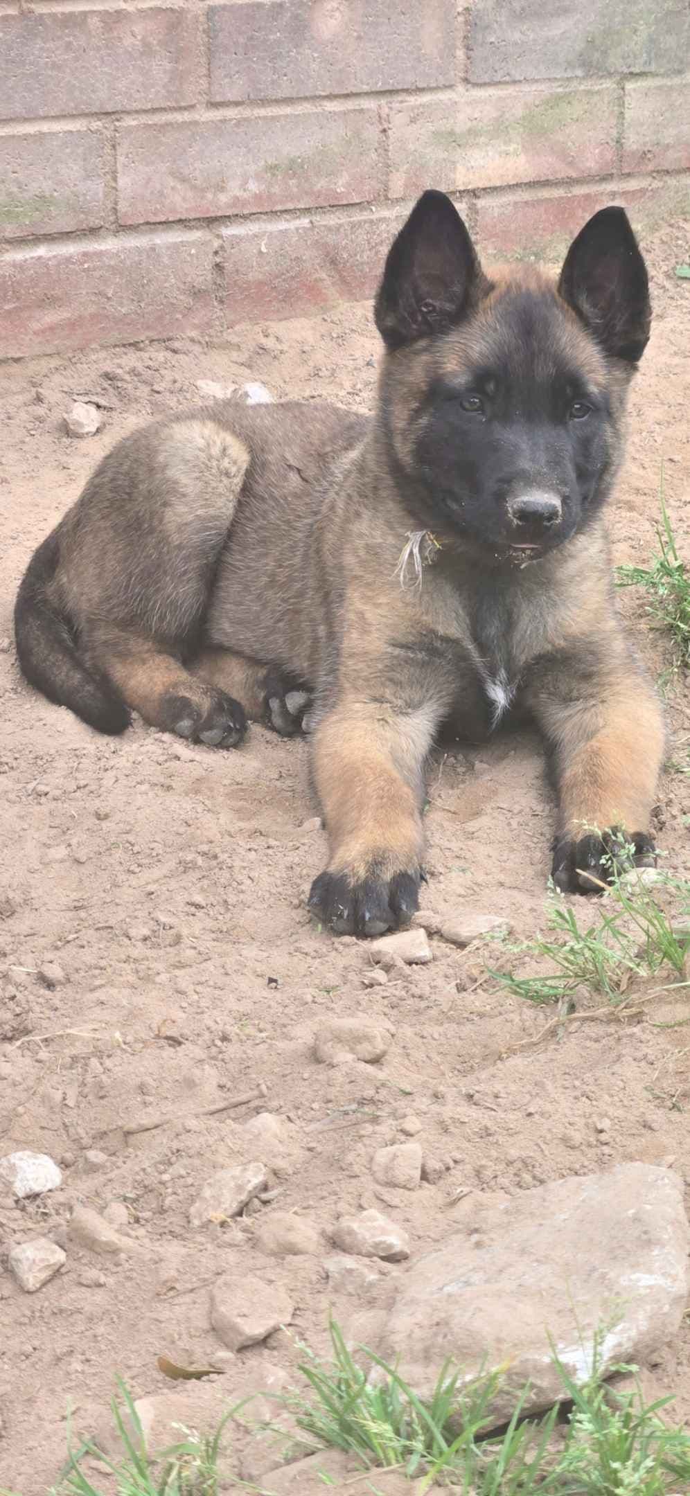 Belgian Malinois Puppies breeder image 10