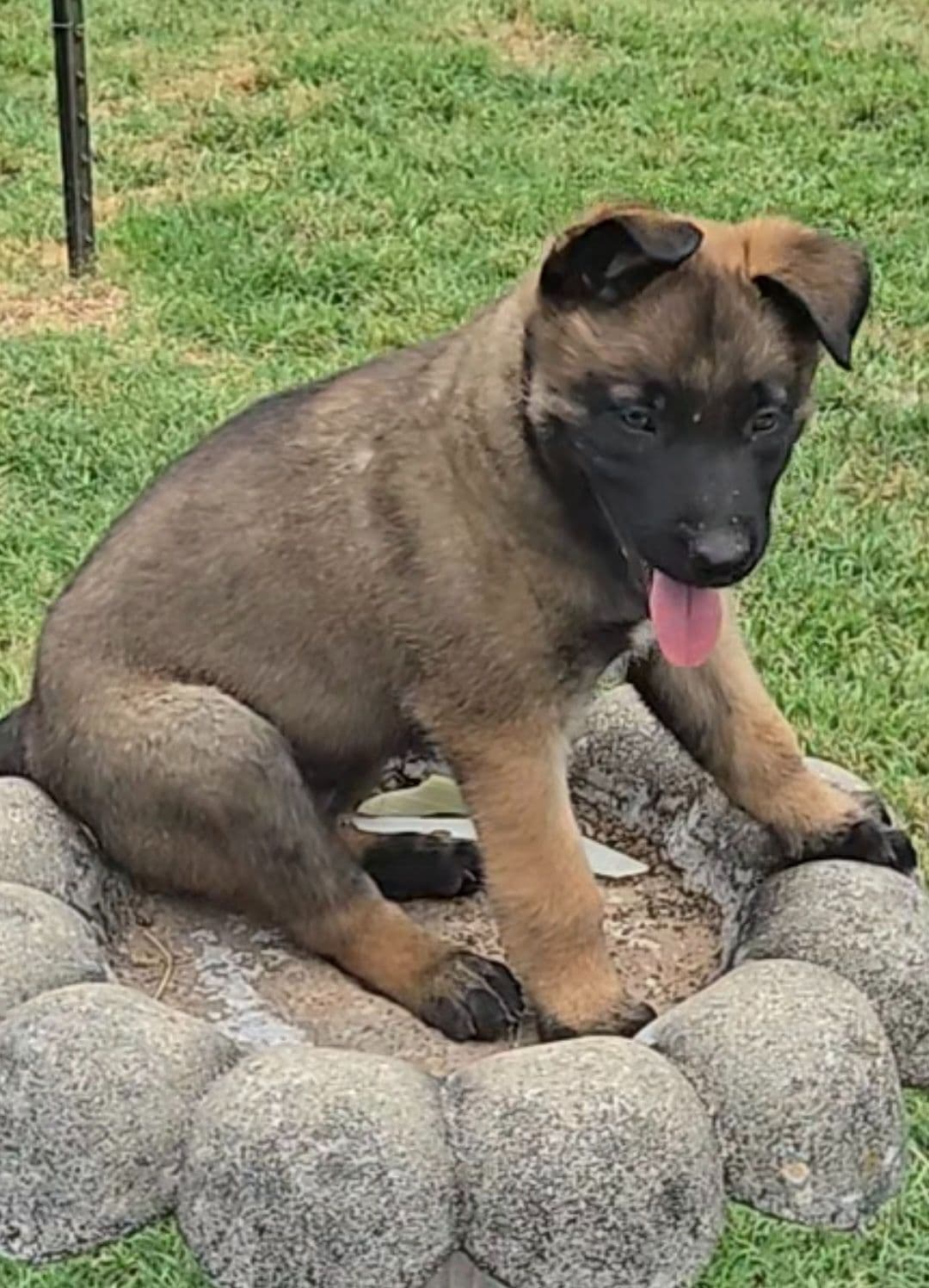 Belgian Malinois Puppies breeder image 11