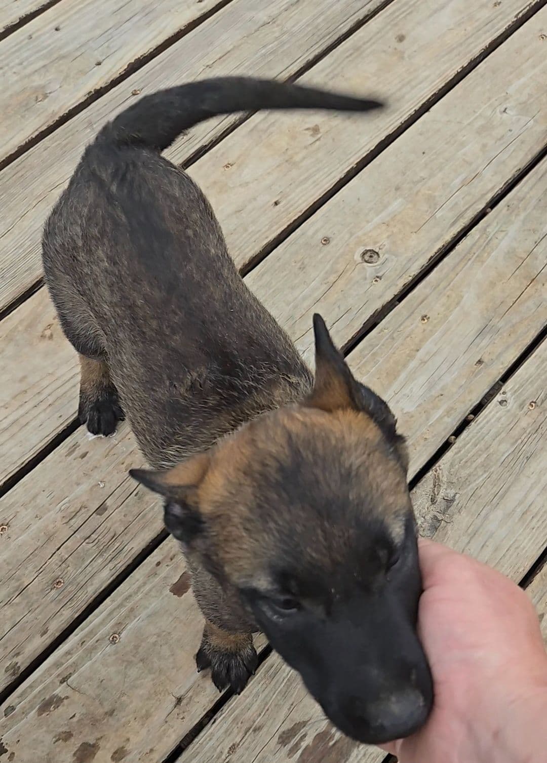 Belgian Malinois Puppies breeder image 12