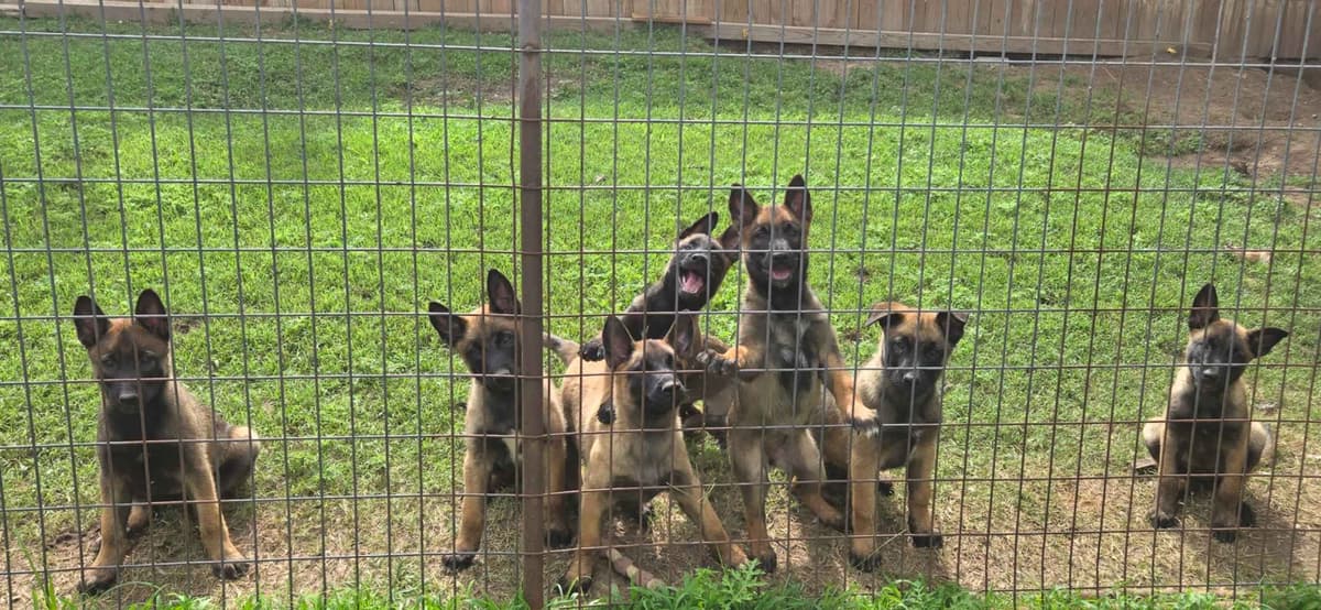 Belgian Malinois Puppies breeder image 13